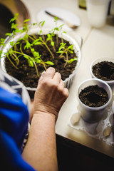 planting seeds at home in special containers. a woman in the kitchen sits plants