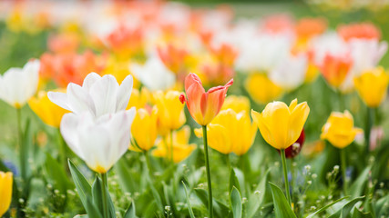 JARDIN DE TULIPES