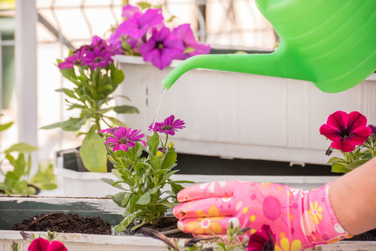 Hands in colorful gloves pour from the watering can of seedlings of flowers.
