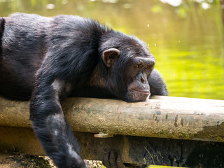 Chimpanzé à dos argenté