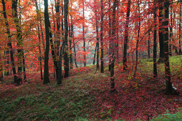 Obraz premium color autumn forest