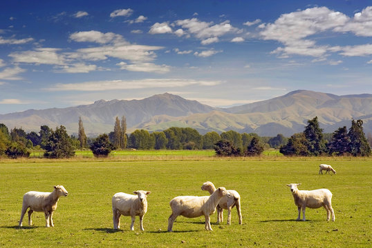 Sheeps grazing on farmland in New Zealand.