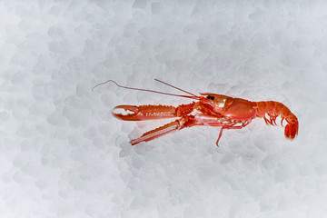 Sea food. Different types of Shrimp, snails, shellfish, fish, crabs that lie on the ice. Fresh seafood.