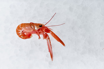 Sea food. Different types of Shrimp, snails, shellfish, fish, crabs that lie on the ice. Fresh seafood.