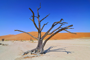 Fototapeta na wymiar Dead Camelthorn (Acacia erioloba) Trees in Dead Vlei, Namib Naukluft National Park, Namibia.