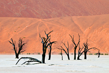 Dead tree at Dead Vlei, Sossusvlei, Namib Naukluft National Park, Namibia.