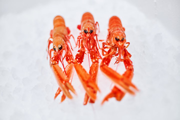 Sea food. Different types of Shrimp, snails, shellfish, fish, crabs that lie on the ice. Fresh seafood.