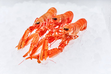 Sea food. Different types of Shrimp, snails, shellfish, fish, crabs that lie on the ice. Fresh seafood. - 204489379