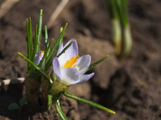 Obraz premium Crocus in a garden