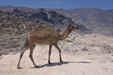  Camel in Oman