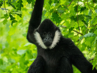 Gibbon à favoris blancs