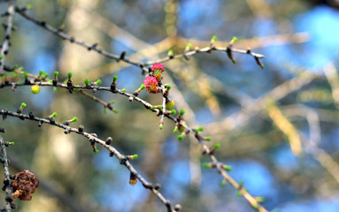 Flowering spring branch of larch with needles of buds against the background of beautiful nature,