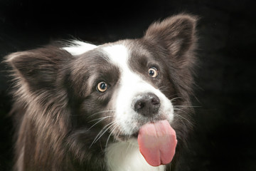 Hund streckt Zunge raus by Tierfoto-NRW.de