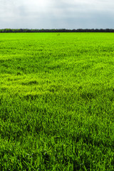 Obraz na płótnie Canvas Image of a landscape of a green grass or wheat field. The concept of serenity of ecology and spring