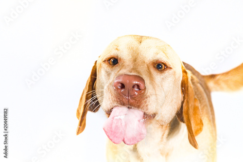 "Hund streckt Zunge raus by TierfotoNRW.de" Stockfotos und lizenzfreie
