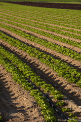 Fototapeta na wymiar Green heads of lettuce growing in a field, Calasparra, Murcia,Spain