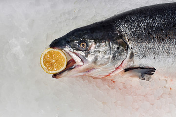 Sea food. Different types of Shrimp, snails, shellfish, fish, crabs that lie on the ice. Fresh seafood.