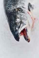 Sea food. Different types of Shrimp, snails, shellfish, fish, crabs that lie on the ice. Fresh seafood.