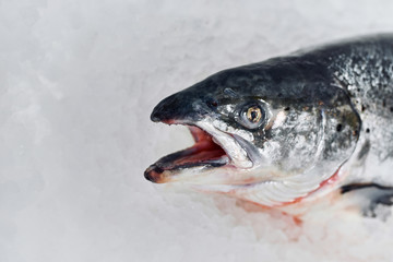 Sea food. Different types of Shrimp, snails, shellfish, fish, crabs that lie on the ice. Fresh seafood.