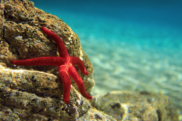 Most beautiful mediterranean red sea star underwater