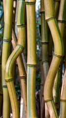 Obraz premium geschwungener Bambus