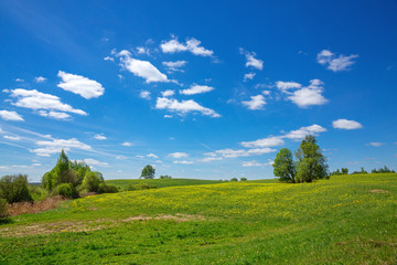 Blue sky and field of dandelion, spring landscape