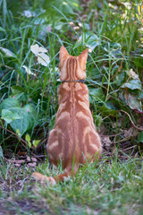 Ginger tabby cat with its back to the camera mouse hunting in tall grass and foliage