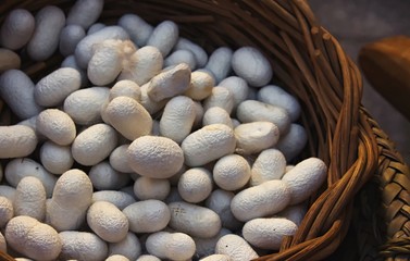 Fototapeta na wymiar White silkworm cocoons in a hand woven wicker basket