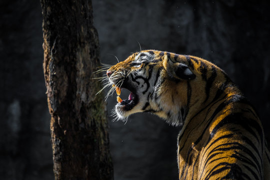 Roaring Tiger