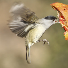 free and quiet bird