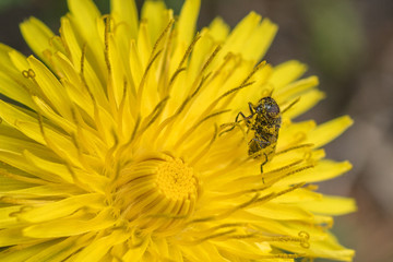 Best&auml;ubte Biene im L&ouml;wenzahn -  pollinated bee in a dandelion
