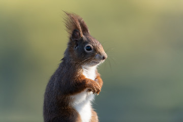 Eurasian red squirrel, Sciurus vulgaris