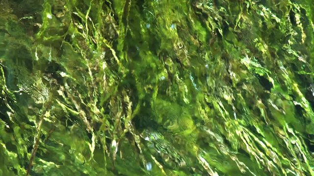 Seaweed on a River, high up View of the Water Flowing.