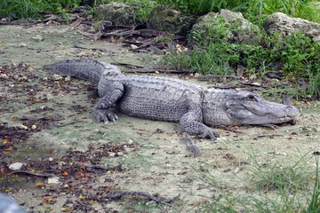 Alligator, Everglades, Florida, USA