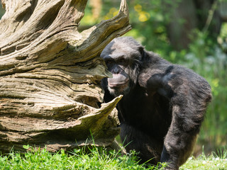 Chimpanzé à dos argneté