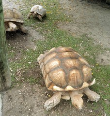 Turtles, Everglades, Florida, USA