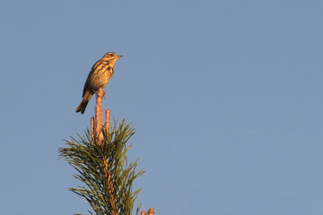 the image of a bird on a branch of a pine