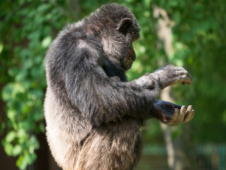 Chimpanzé à dos argenté