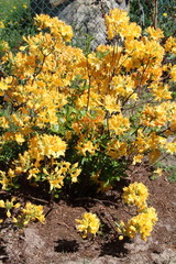 Bright yellow azalea