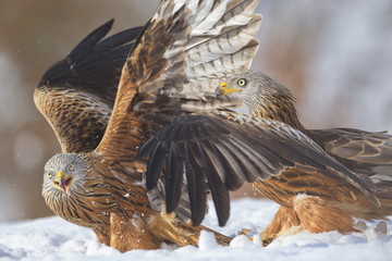 Red Kite
