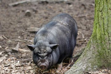 Vietnamese Pot-bellied