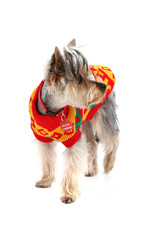 dressed yorkie dog isolated