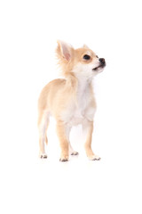 small chihuahua isolated