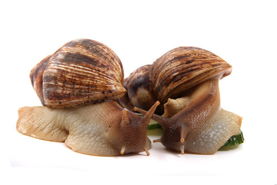 africa snails isolated
