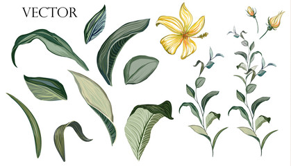 Fototapeta premium Vector Big Set botanical elements - wildflowers, herbs, leaf. collection garden and wild foliage, flowers, branches. illustration isolated on white background, tropical leaf. Green.