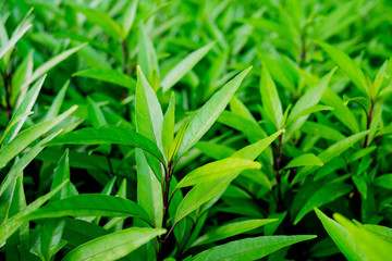 Fototapeta na wymiar Green leaves natural background wallpaper, leaf texture, green leaves wall background