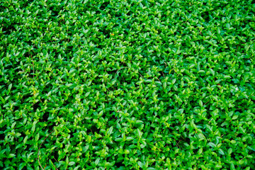 Green leaves natural background  wallpaper, leaf texture, green leaves wall background