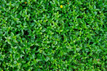 Green leaves natural background  wallpaper, leaf texture, green leaves wall background