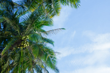 Fototapeta na wymiar Holiday and vacation, palms tree, White clouds with blue sky 