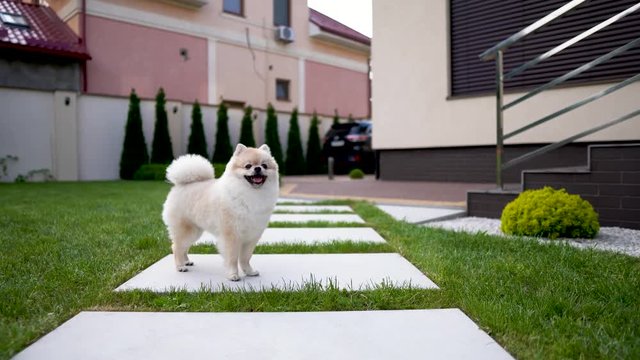 One white cream pom dog runs on a tile on the grass in the backyard.